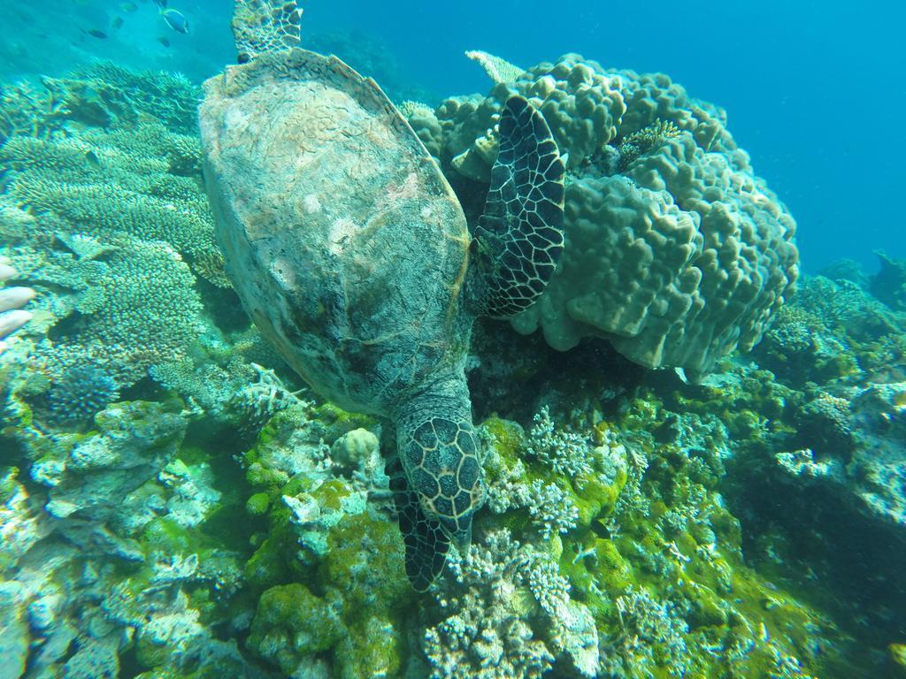 Arora Pensión Maafushi